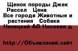 Щенок породы Джек Рассел › Цена ­ 45 000 - Все города Животные и растения » Собаки   . Ненецкий АО,Носовая д.